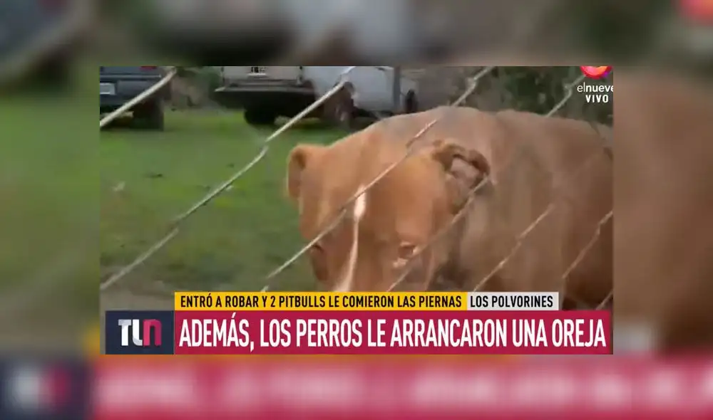 Amputan pierna a ladrón tras ataque de los perros pitbull de la casa a la que entró a robar