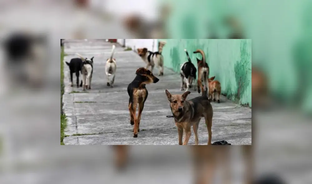 El abandono de mascotas aumentó durante cuarentena, por lo que muchos albergues fueron contactados para su rescate. (Foto: Dialoguemos) El abandono de mascotas aumentó durante cuarentena, por lo que muchos albergues fueron contactados para su rescate. (Foto: Dialoguemos)