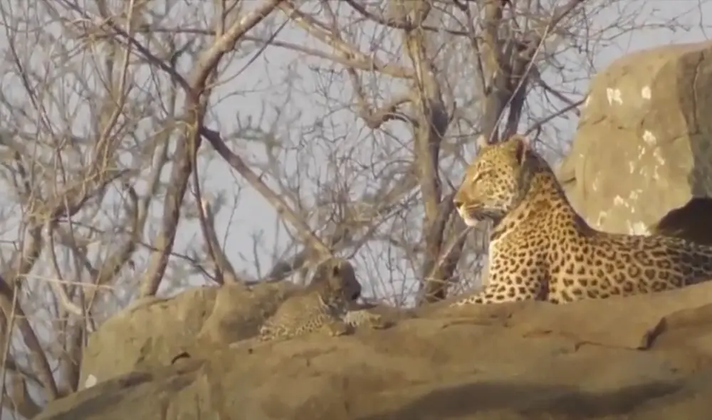 Los pequeños cachorros tuvieron un curioso comportamiento al ver a su madre. Foto: Captura de YouTube Los pequeños cachorros tuvieron un curioso comportamiento al ver a su madre. Foto: Captura de YouTube