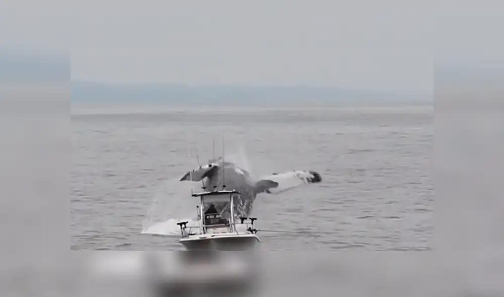 Enorme ballena irrumpe cerca de barco de un pescador que estaba en altamar.