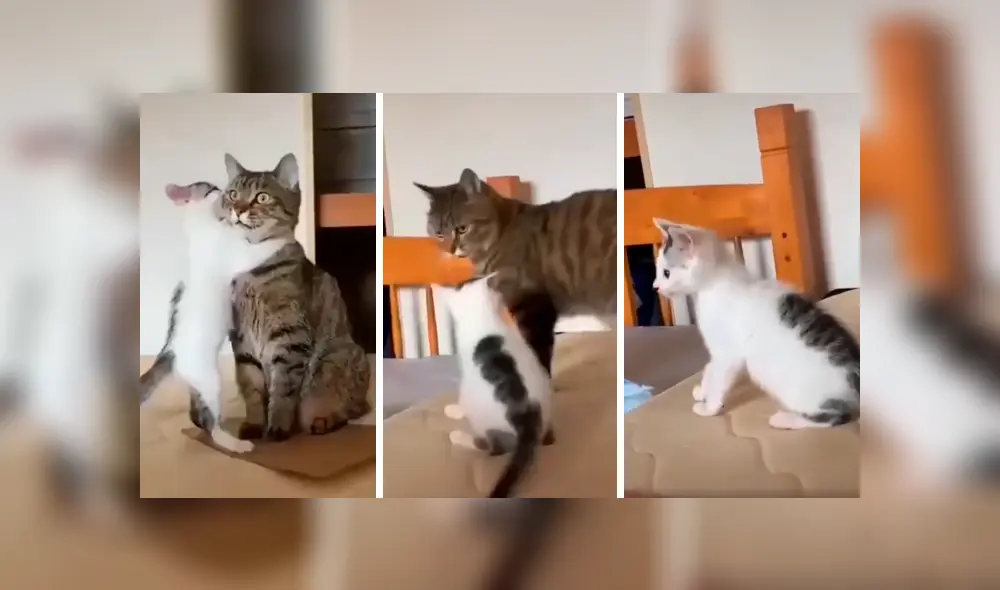 Desliza las imágenes para conocer la triste reacción de un gato bebé al ser ignorado por su madre. Foto: Captura. Desliza las imágenes para conocer la triste reacción de un gato bebé al ser ignorado por su madre. Foto: Captura.