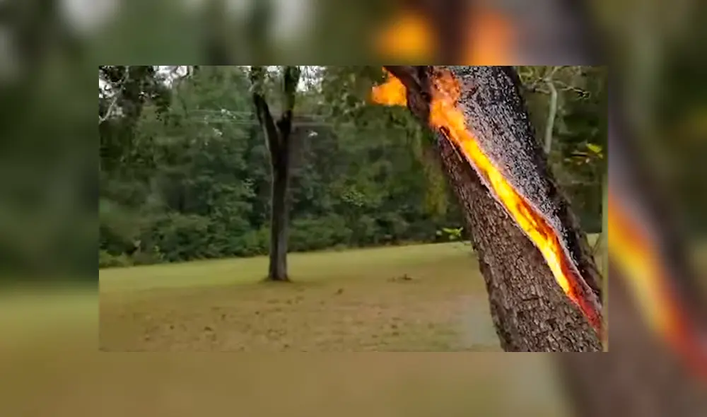 “Mi reacción cuando vi este árbol en llamas fue tristeza y un profundo respeto por la madre naturaleza". Foto: captura