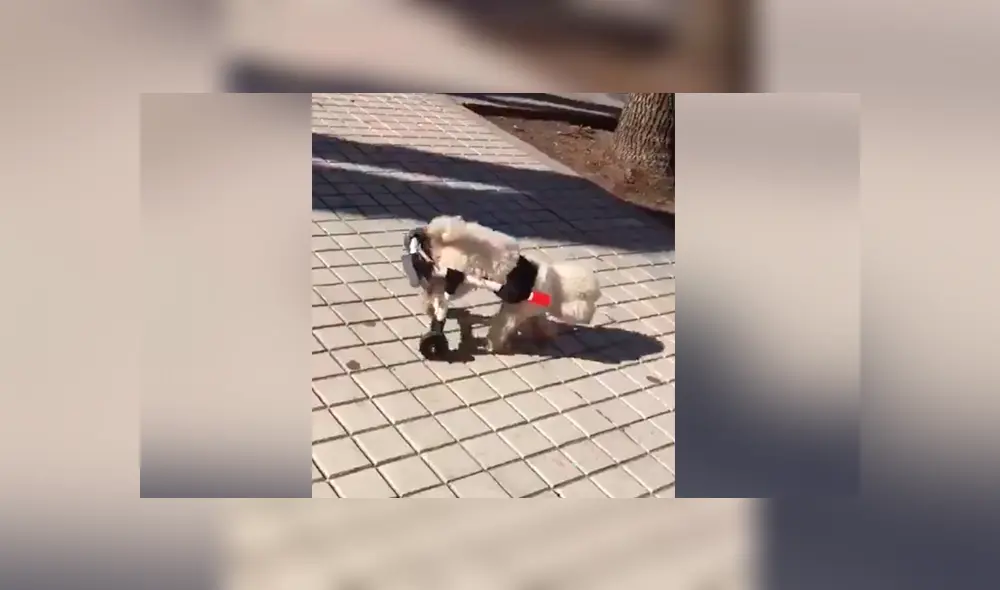Un joven argentino de 19 años fabrica sillas de ruedas para perros y las obsequia a través de las redes sociales.