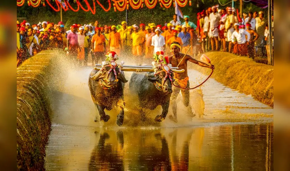 ISrinivas Gowda rompió un récord en una tradicional carrera de búfalos en la India. Foto: AFP.