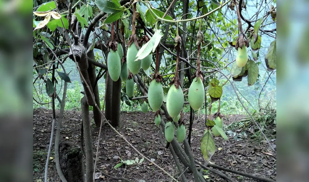 Huancayo: organizan limpieza del Bosque de los Tumbos