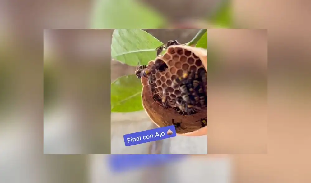 Desliza las imágenes para ver todo el proceso que realizan un grupo de avispas para hacer su panal. Foto: AbiAbi/TikTok Desliza las imágenes para ver todo el proceso que realizan un grupo de avispas para hacer su panal. Foto: AbiAbi/TikTok