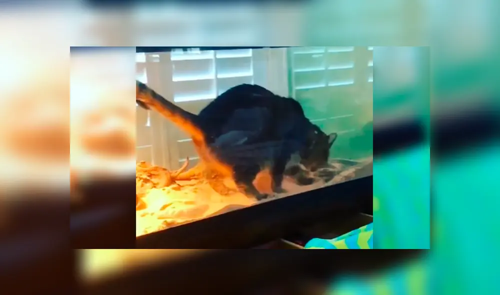 Desliza las imágenes para observar la terrible acción que realizó un gato cuando su dueña lo dejó solo en casa.