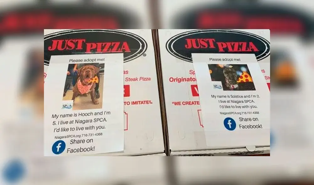 Pizzería pone en sus cajas fotografías de perros para su adopción Pizzería pone en sus cajas fotografías de perros para su adopción