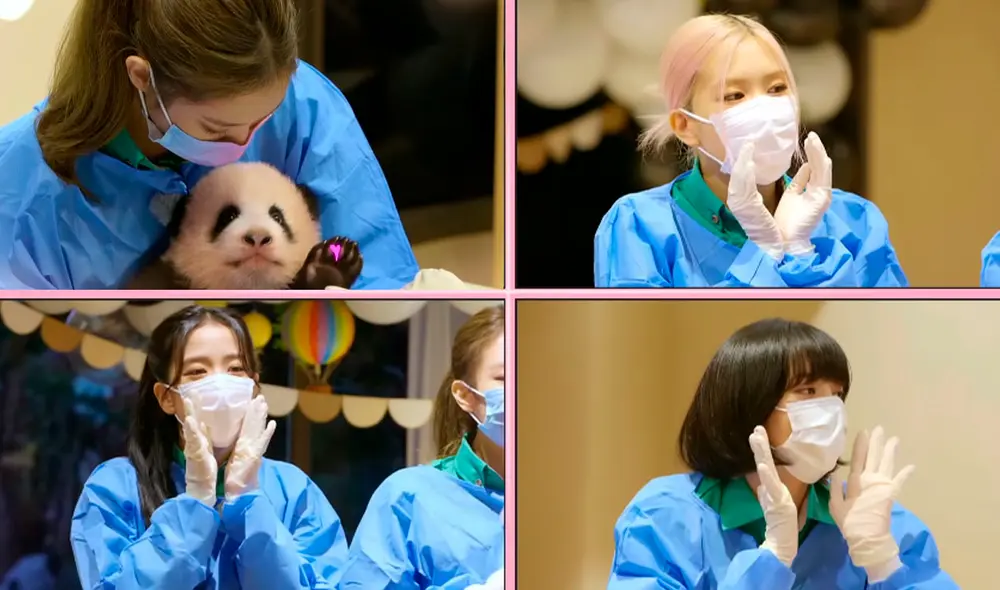 BLACKPINK visitó un refugio de pandas en Everland, Corea del Sur. Foto: Captura