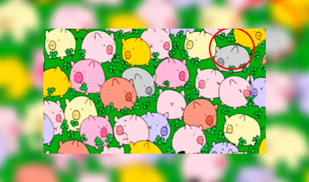 Facebook viral: encuentra al trébol de cuatro hojas entre los cerditos, el reto visual que muy pocos pueden resolver Facebook viral: encuentra al trébol de cuatro hojas entre los cerditos, el reto visual que muy pocos pueden resolver