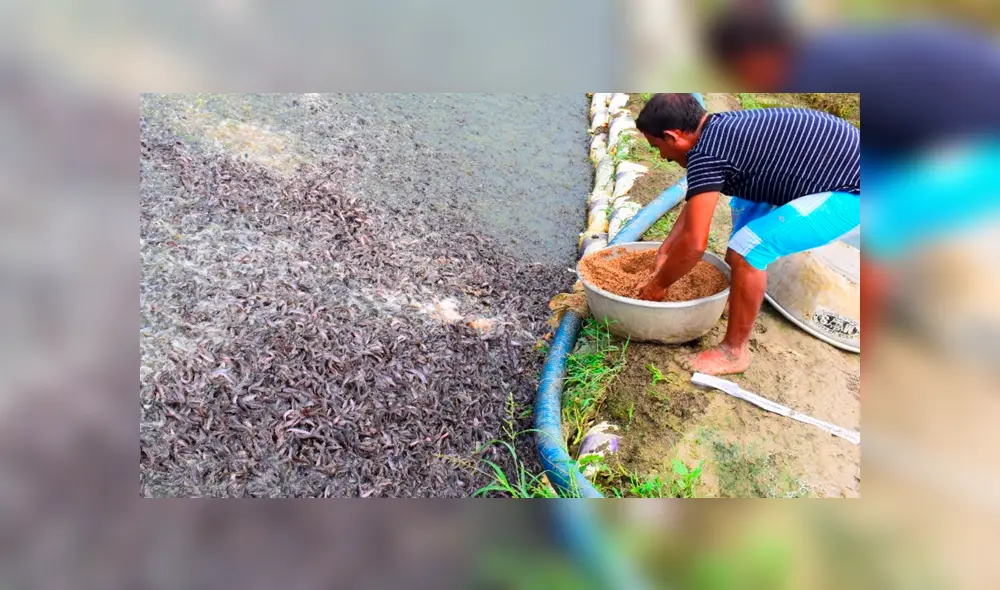 YouTube viral: arroja alimento a misterioso lago y miles de hambrientas criaturas surgen para devorarlo
