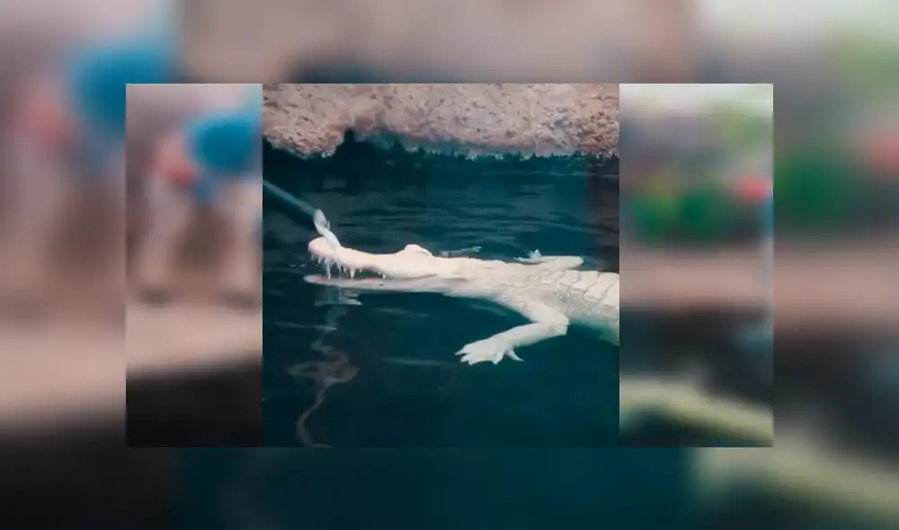 En YouTube, una joven cuidadora aseó a un peligroso cocodrilo y se sorprendió al notar su reacción. En YouTube, una joven cuidadora aseó a un peligroso cocodrilo y se sorprendió al notar su reacción.