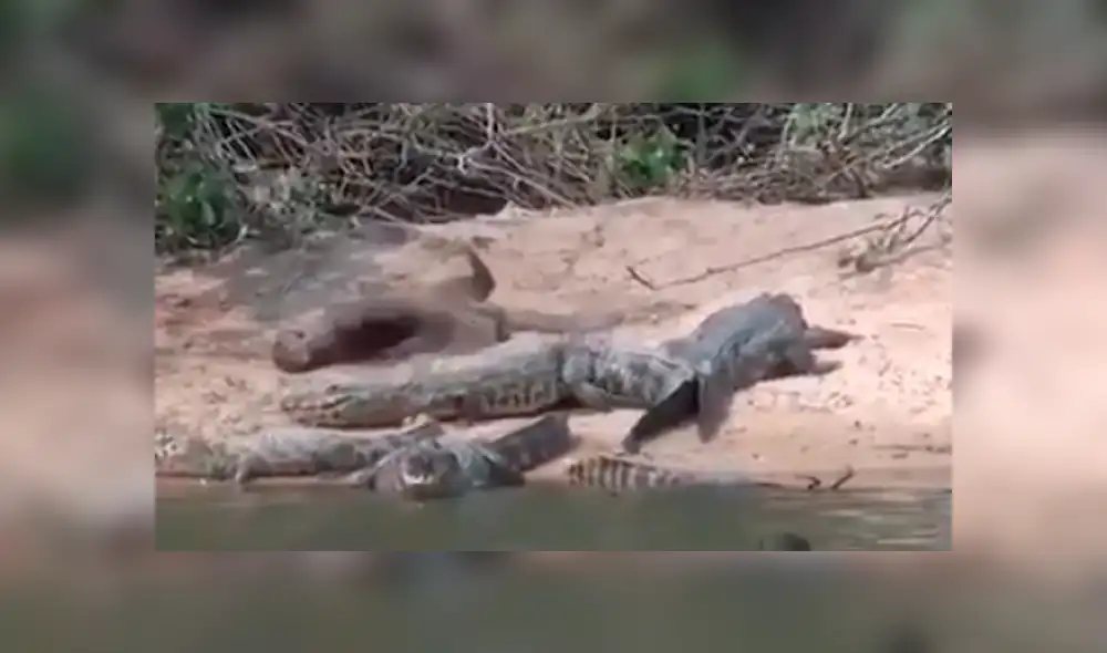Una nutria y un grupo de caimanes protagonizaron un insólito momento que se volvió viral en las redes.