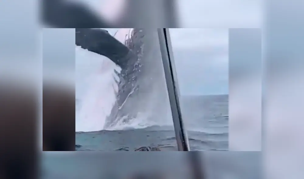 Desliza hacia la izquierda para ver el momento en que una ballena emerge del mar frente a los turistas, escena que es viral en YouTube. Desliza hacia la izquierda para ver el momento en que una ballena emerge del mar frente a los turistas, escena que es viral en YouTube.
