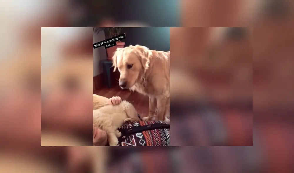 Desliza las imágenes para ver la dramática escena que protagonizó un perro al ver que su dueño consentía a otro can. Foto: TikTok Desliza las imágenes para ver la dramática escena que protagonizó un perro al ver que su dueño consentía a otro can. Foto: TikTok