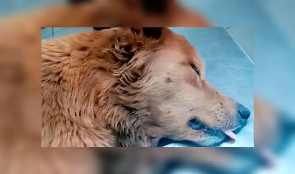 Dos hombres raptan a una perrita de siete años y al encontrarla descubren que fue abusada [VIDEO]  