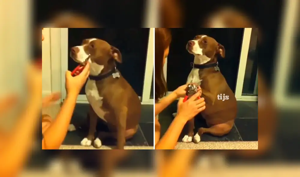 Facebook viral: chica le corta las uñas a su perro y este tiene una dramática reacción. Si quieres verlo desliza cada imagen hacia la izquierda.