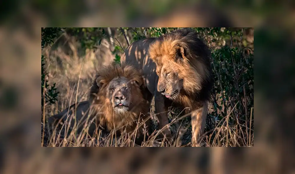 Escándalo en Kenia por pareja de ‘leones gays’: piden que vayan a terapia