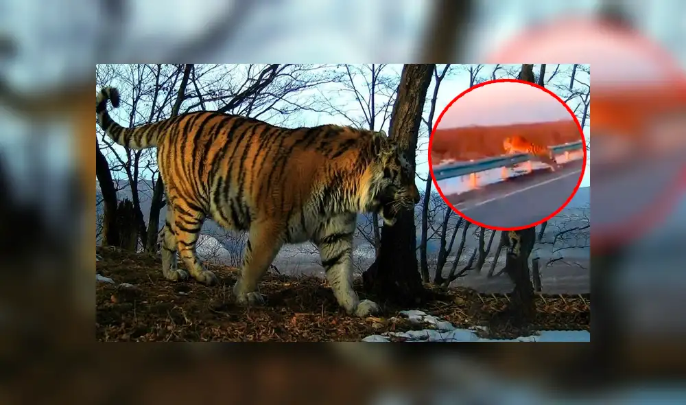 Facebook viral: gigantesco tigre se apodera de carretera y conductor queda aterrado al verlo [VIDEO]