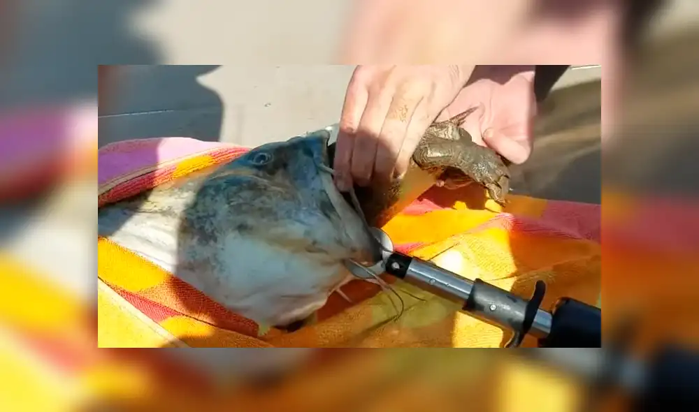 YouTube viral: gigantesco 'pez gato' aparece y encuentran increíble criatura en su interior [VIDEO]