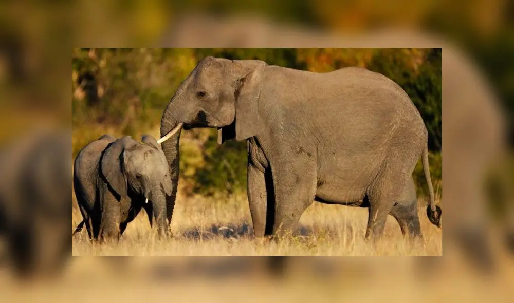 Cazador africano explica por qué no se arrepiente de haber matado a 5000 elefantes 