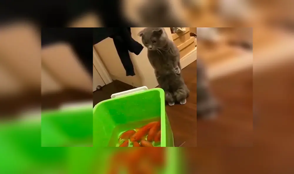 En Facebook, un joven compró unos peces como mascotas y no imaginó que su gato los quería devorar.