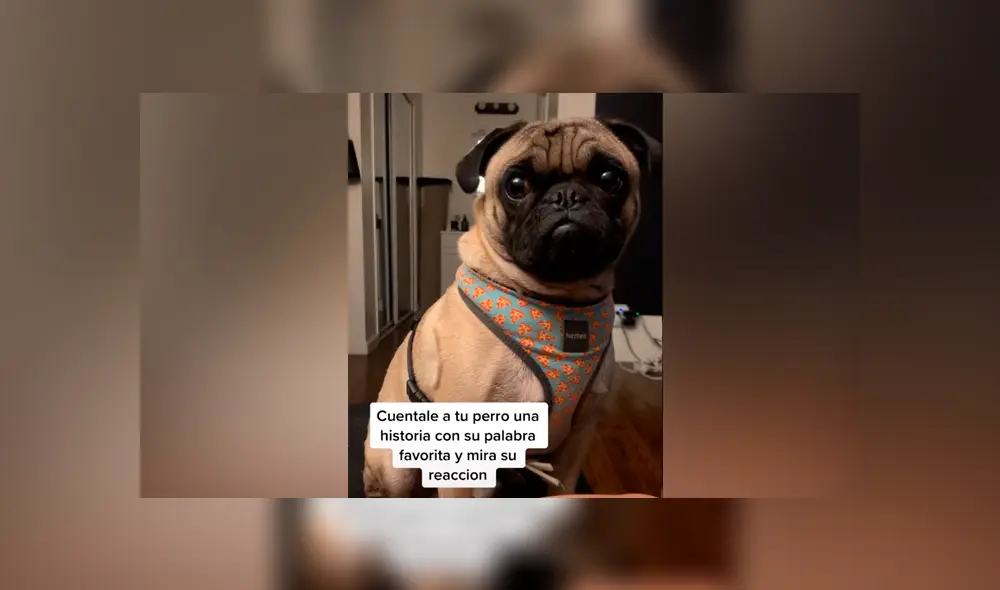 Desliza las imágenes para ver la curiosa reacción de este perrito pug al escuchar la palabra ‘comida’. Foto: Jess Vargas/TikTok