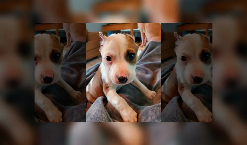 Inescrupulosos cortaron las orejas de un cachorro y las cosieron con hilo de pescar [VIDEO]