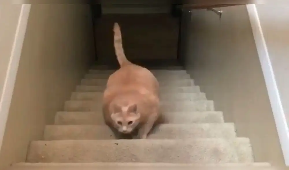 Facebook: gato con sobrepeso trató de subir las escaleras y ocurrió lo impensado Facebook: gato con sobrepeso trató de subir las escaleras y ocurrió lo impensado