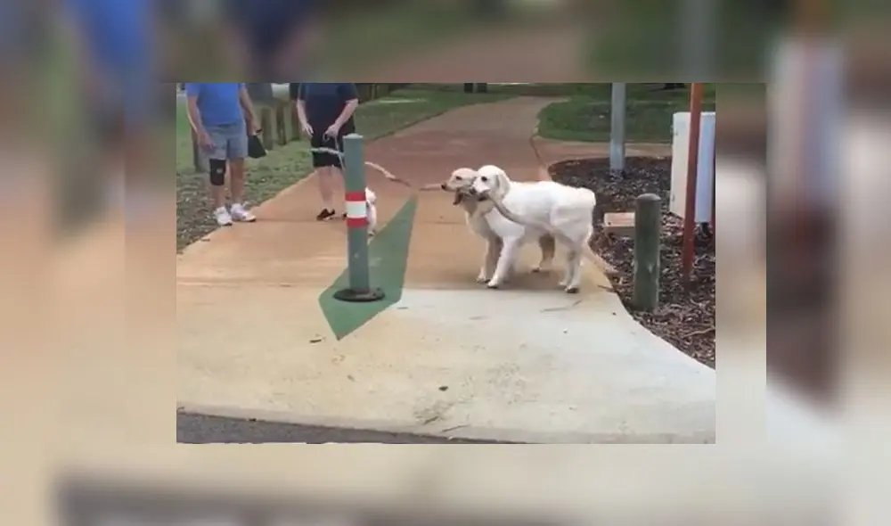 Desliza para conocer a estos dos perritos que lograron levantar una enorme rama y llevársela a su dueña. Foto: Captura