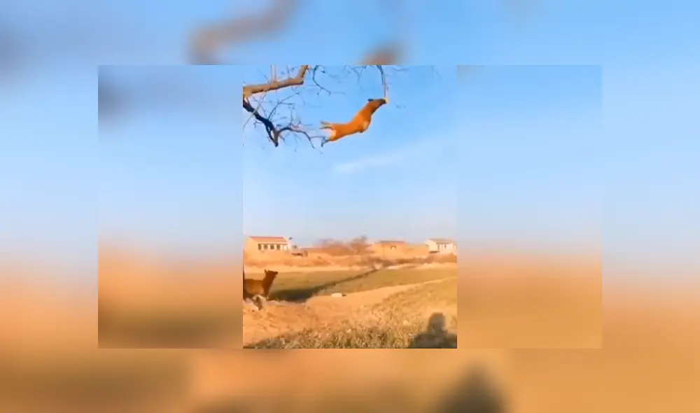 Desliza las imágenes para conocer la increíble hazaña de un perro para alcanzar una pelota en lo alto de un árbol. Foto: Clarín. Desliza las imágenes para conocer la increíble hazaña de un perro para alcanzar una pelota en lo alto de un árbol. Foto: Clarín.