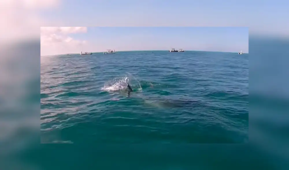 Un pescador grabó en un video viral de YouTube el terrorífico instante en que un enorme tiburón emergió del mar para reclamar su presa recién capturada. Un pescador grabó en un video viral de YouTube el terrorífico instante en que un enorme tiburón emergió del mar para reclamar su presa recién capturada.