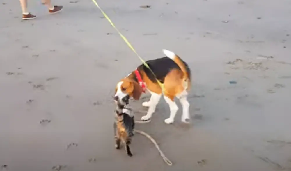 Desliza hacia la izquierda para ver las imágenes del video viral. Foto: captura de Facebook. Desliza hacia la izquierda para ver las imágenes del video viral. Foto: captura de Facebook.