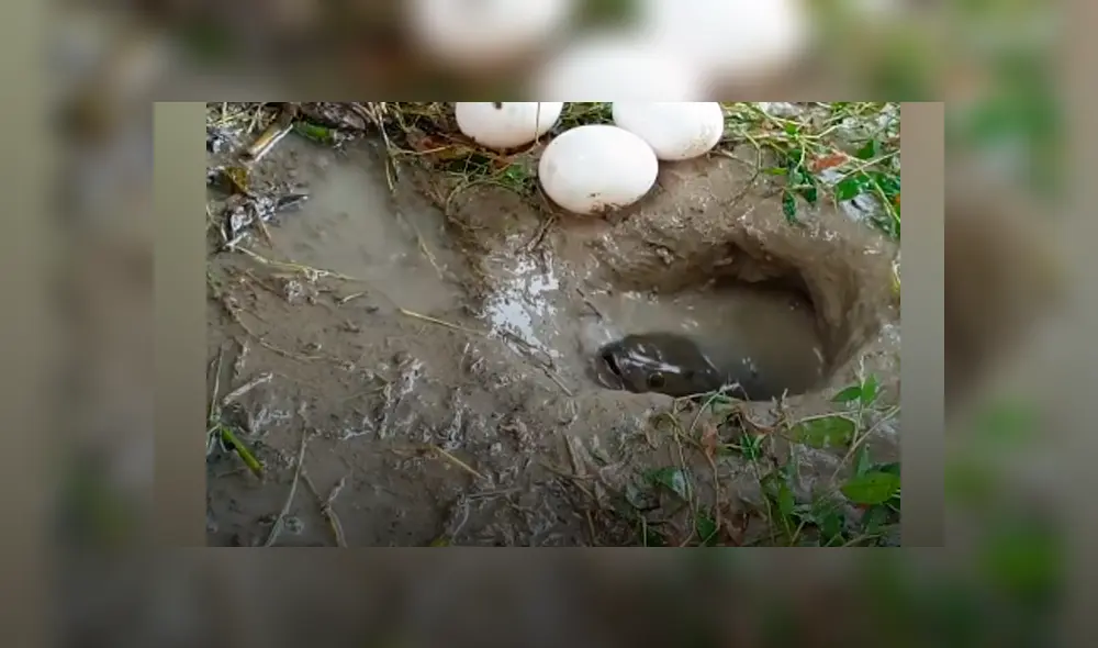 Desliza hacia la izquierda para ver los peces que aparecen en el video viral de Facebook.