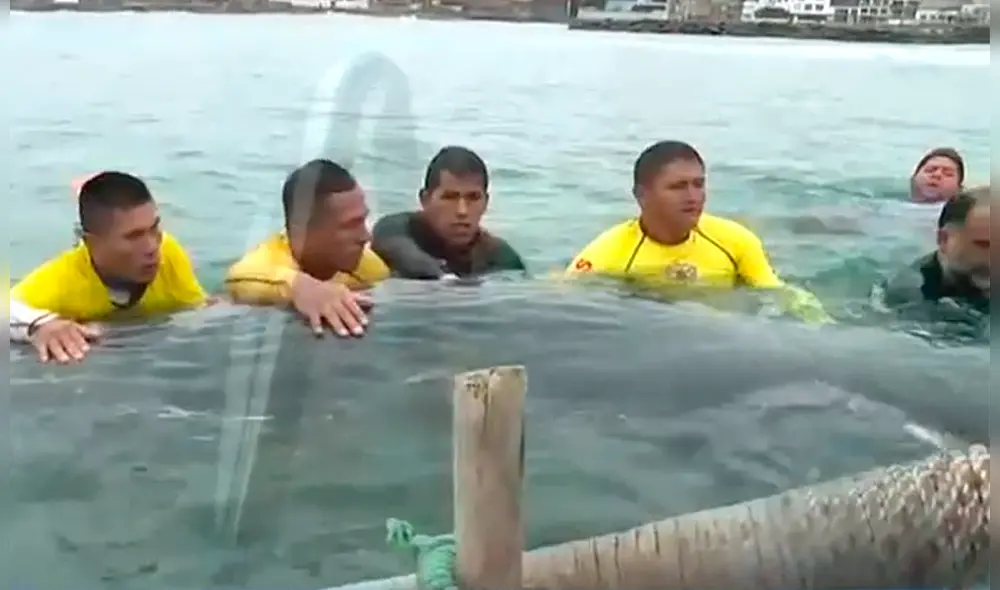 La ballena tiene varias heridas. La ballena tiene varias heridas.