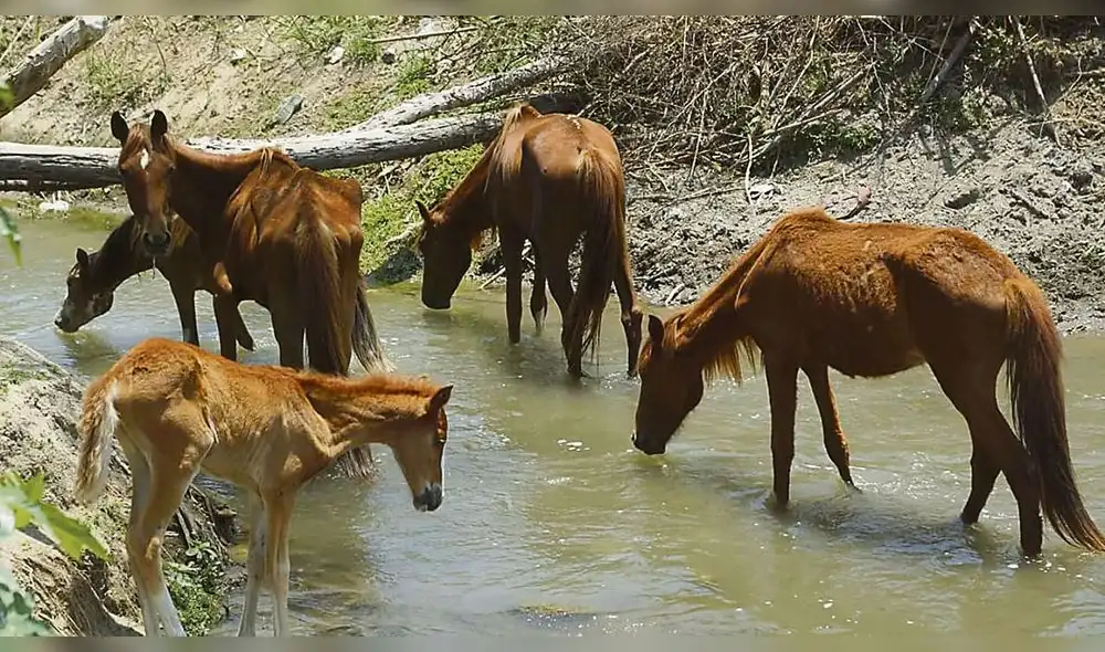 Denuncian a Coali SAC por no alimentar a 130 caballos de paso en empresa Tumán