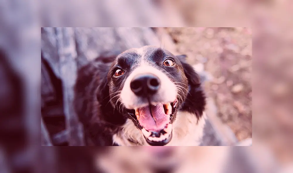 Papá llega a casa y encuentra a su perro e hijo en una conmovedora escena [VIDEO]