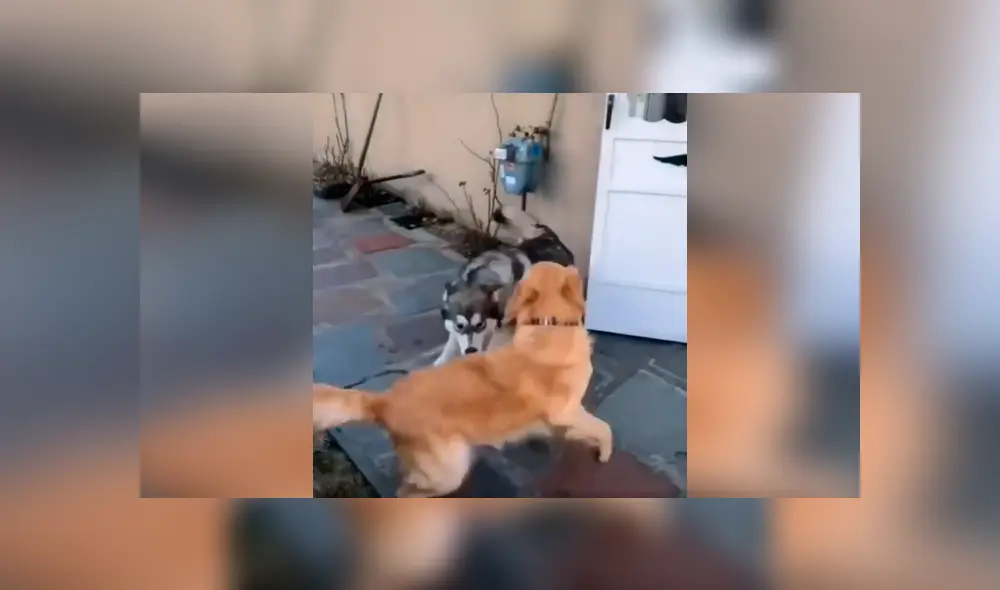 Desliza las imágenes para conocer la emotiva reacción de un perro al volver a ver a su ‘mejor amigo’. Desliza las imágenes para conocer la emotiva reacción de un perro al volver a ver a su ‘mejor amigo’.