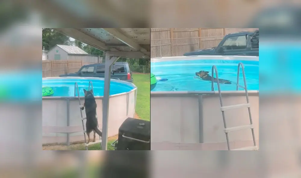 Desliza las imágenes para ver el momento en que un travieso perro aprovechó la piscina que sus dueños no podían usar por la cuarentena. Foto: Woof Woof Desliza las imágenes para ver el momento en que un travieso perro aprovechó la piscina que sus dueños no podían usar por la cuarentena. Foto: Woof Woof