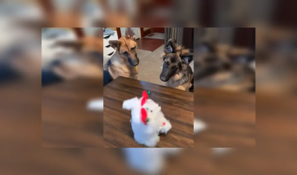 Desliza las imágenes para ver más detalles de esta curiosa escena viral de YouTube. Desliza las imágenes para ver más detalles de esta curiosa escena viral de YouTube.