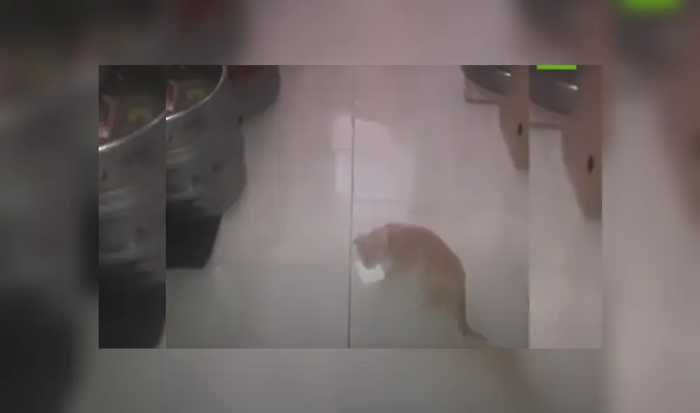 Video es viral en Facebook. Propietarios de bar adoptaron a una gata al verla sola en la calle, sin imaginar que más tarde se convertiría en una ‘ladrona’ de su casa. Fotocaptura: YouTube Video es viral en Facebook. Propietarios de bar adoptaron a una gata al verla sola en la calle, sin imaginar que más tarde se convertiría en una ‘ladrona’ de su casa. Fotocaptura: YouTube