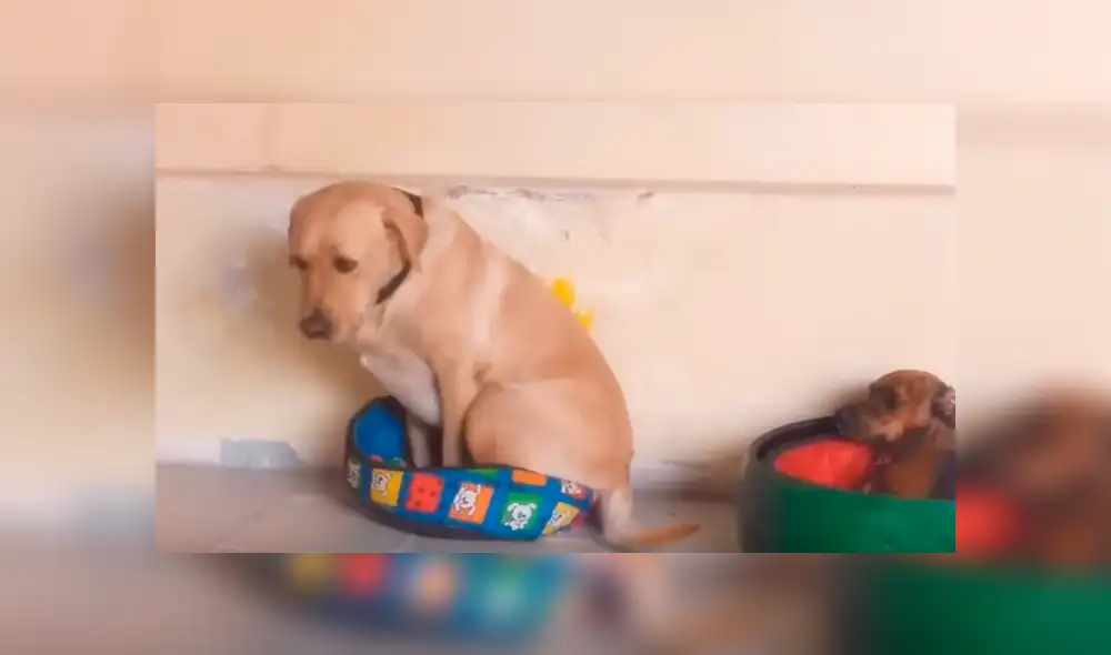 YouTube: la incansable lucha de un perro para entrar en una pequeña cama [VIDEO]