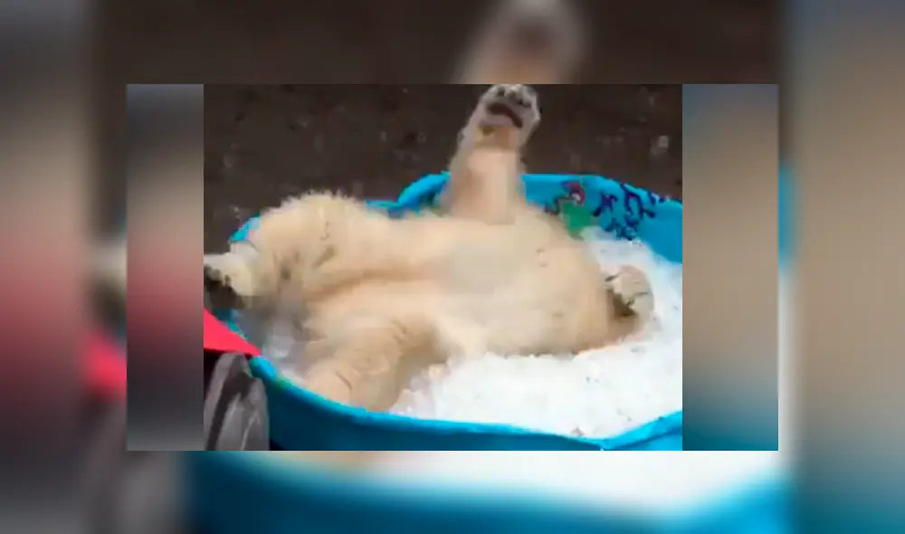 Facebook viral: oso polar ve piscina con hielo y tiene conmovedora reacción