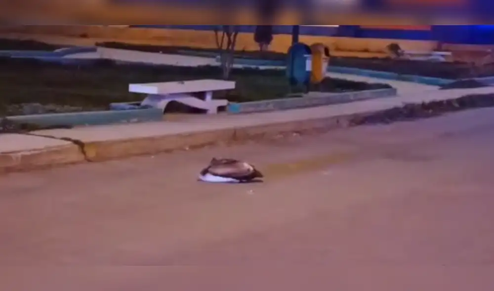 El pelícano permaneció en el pavimento para luego ser retirado por Senasa que desinfectó la zona. Foto: captura LR/ TVI Noticias