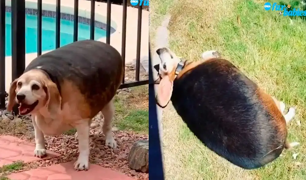YouTube viral: perrito abandonado pierde más de 22 kilos con la ayuda de su nueva dueña YouTube viral: perrito abandonado pierde más de 22 kilos con la ayuda de su nueva dueña