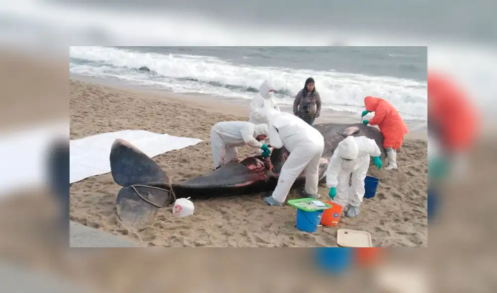 Murió ballena que se varó en la playa Santa Rosa [FOTOS]