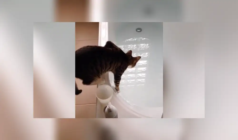 Desliza la imagen de TikTok para ver todas las imágenes. Foto: captura. Desliza la imagen de TikTok para ver todas las imágenes. Foto: captura.