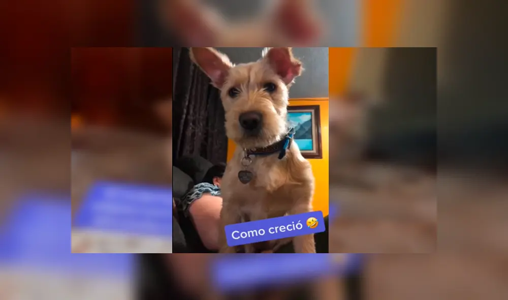 Desliza las imágenes para conocer la verdadera raza de un perro que una familia acogió en su hogar.