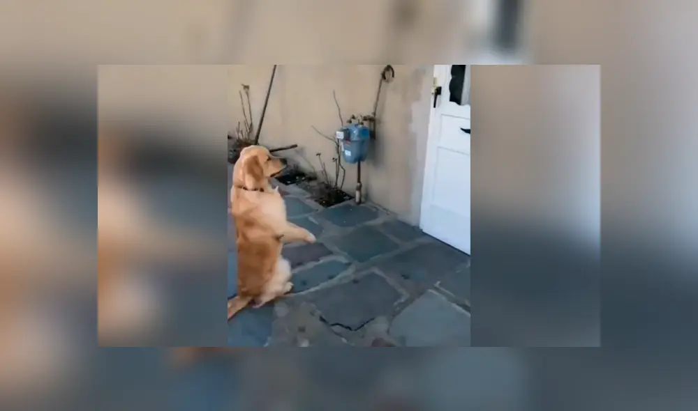 Desliza las imágenes para conocer la emotiva reacción de un perro al volver a ver a su ‘mejor amigo’. Desliza las imágenes para conocer la emotiva reacción de un perro al volver a ver a su ‘mejor amigo’.