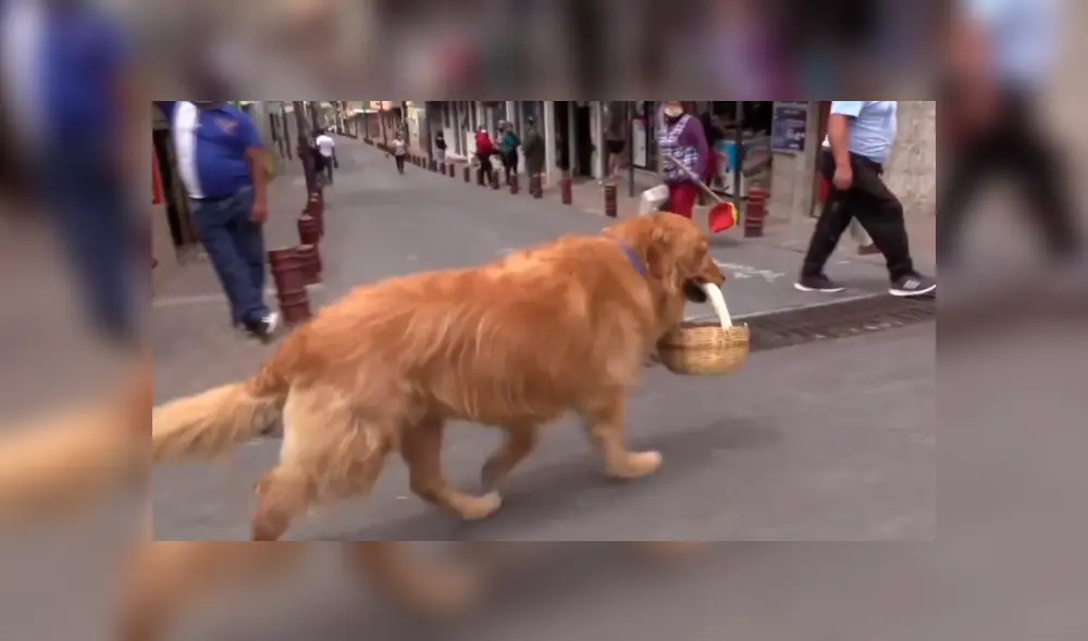 Desliza las imágenes para saber la historia de Zeus, un perro que acude a las tiendas y ayuda en casa. Foto: Primer Impacto.